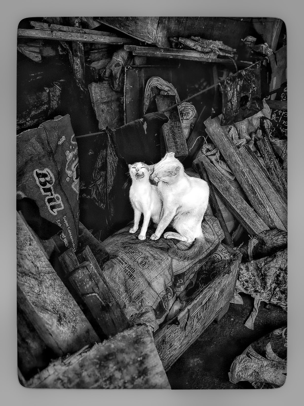 Photographie Les Chats de la Ferraille
